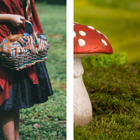 half a photograph of a little girl in a red cape holding a basket beside a half photograph of a red capped mushroom