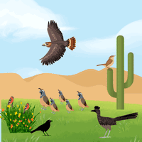 Hawk flying in sky, two red finches in a flowering bush, a Gackle in front of the bush, a family of five quail in the grass, one roadrunner on the grass in front of a cactus and a cactus wren on a cactus.