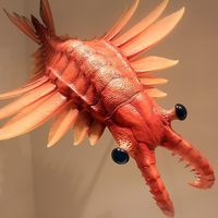 A model of Anomalocaris, an extinct species from the Cambrian Explosion.
